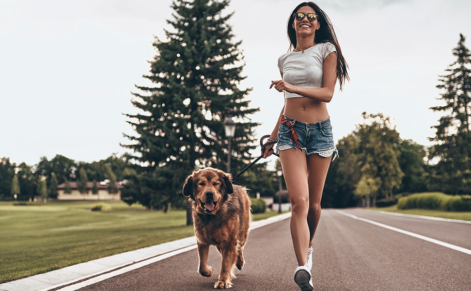 A Step-By-Step Guide To Jogging Training For Dogs